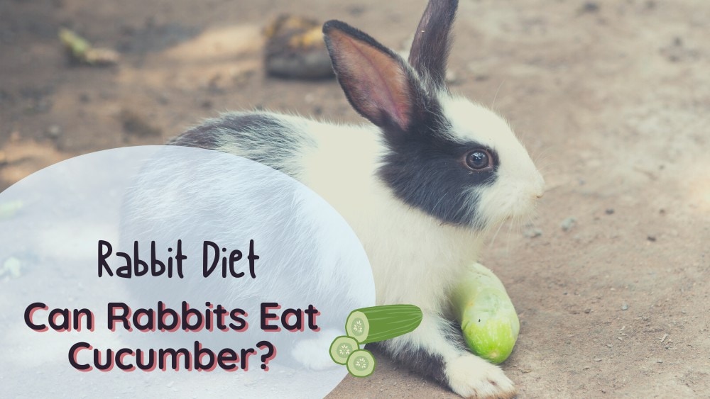 Can rabbits eat cucumber?