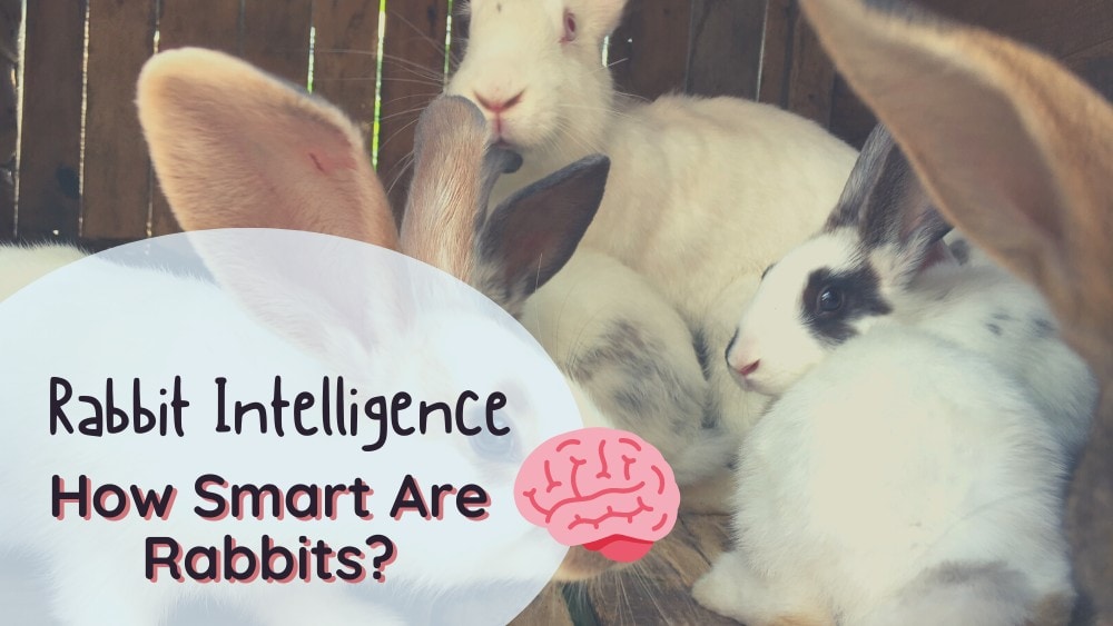 How smart are rabbits?