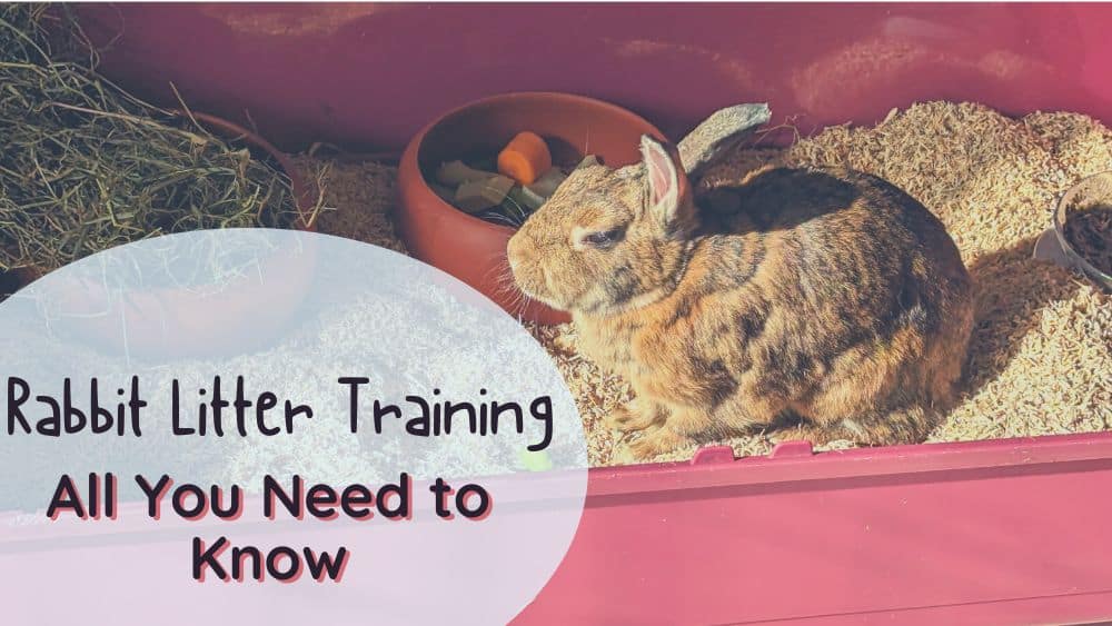 How to litter train a rabbit