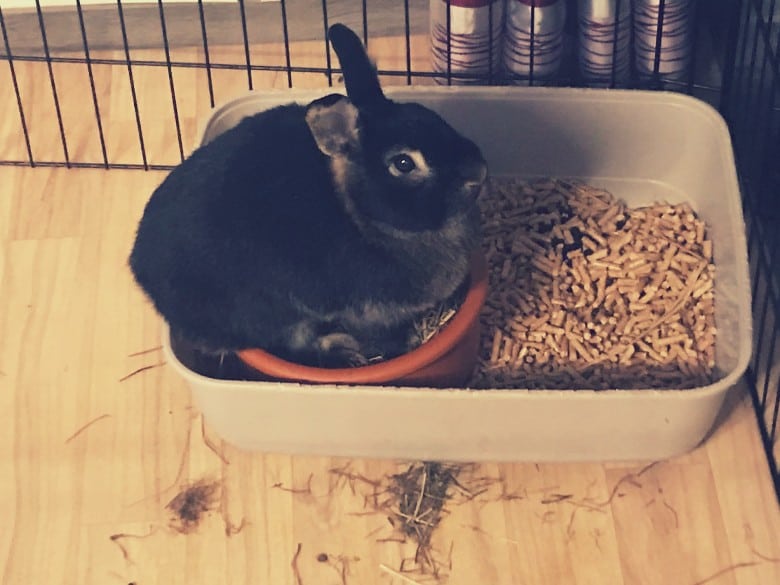 Rabbit sitting in a litter box