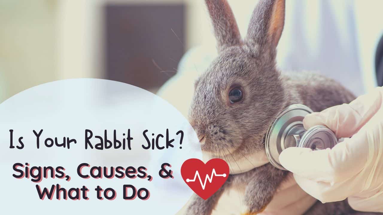 sick rabbit