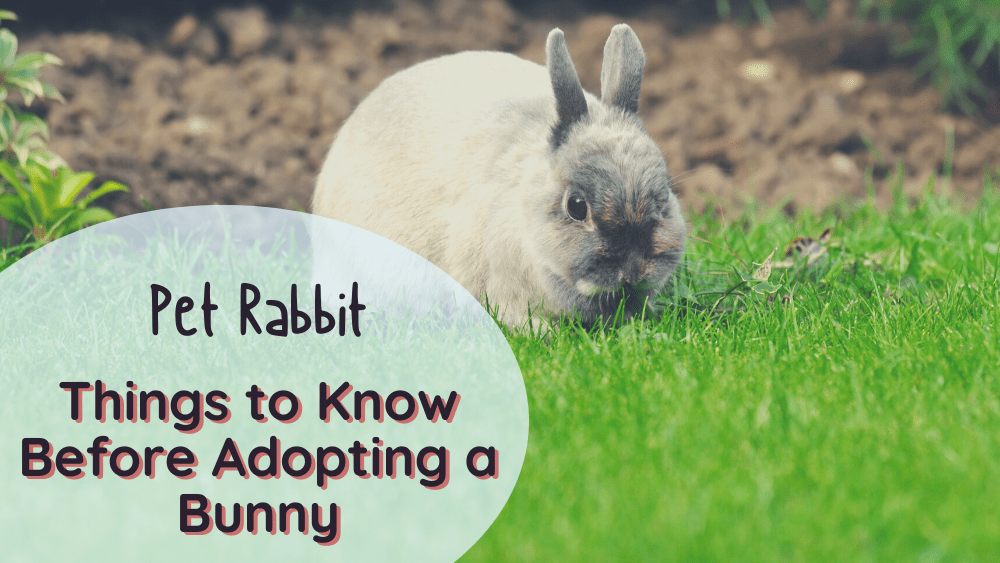 Things to know before adopting a pet rabbit
