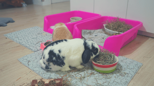 bunny eating hay near pink litter tray